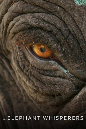 The Elephant Whisperers 2022 Hindi Dual Audio – - Movierulz